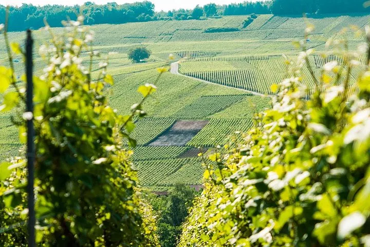 Rows of Champagne vines and a cellar tasting on a small-group day tour from Paris to the Champagne region, France