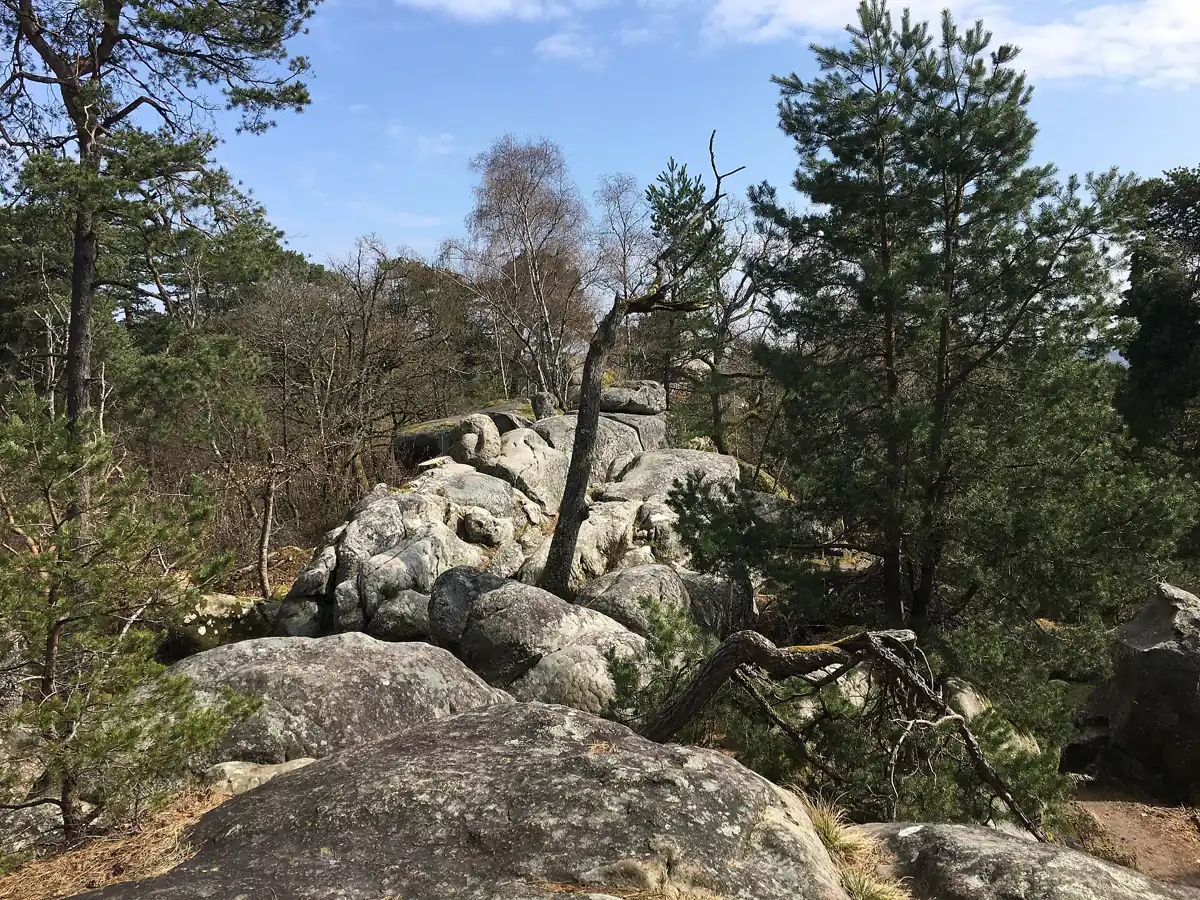 Sandstone boulders and pines in Fontainebleau forest on a family day trip from Paris
