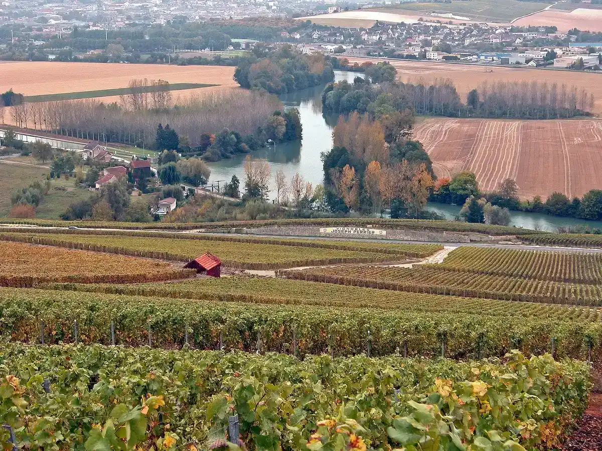 Champagne vineyards near Reims on a 2-day trip from Paris