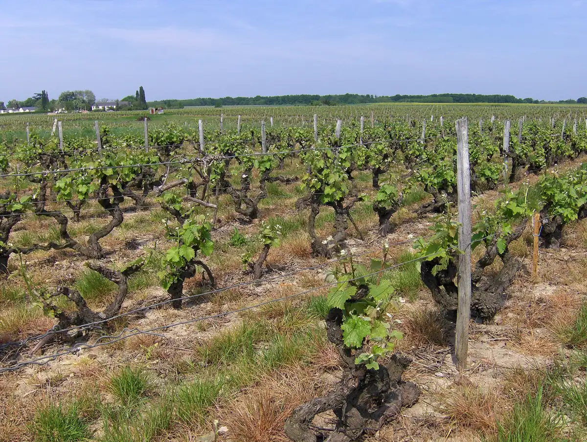 Vouvray vineyard in the Loire Valley on a wine tour from Paris